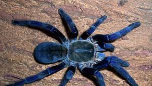 Класс Паукообразные - Arachnida Паук-крестовик Как называют пауков